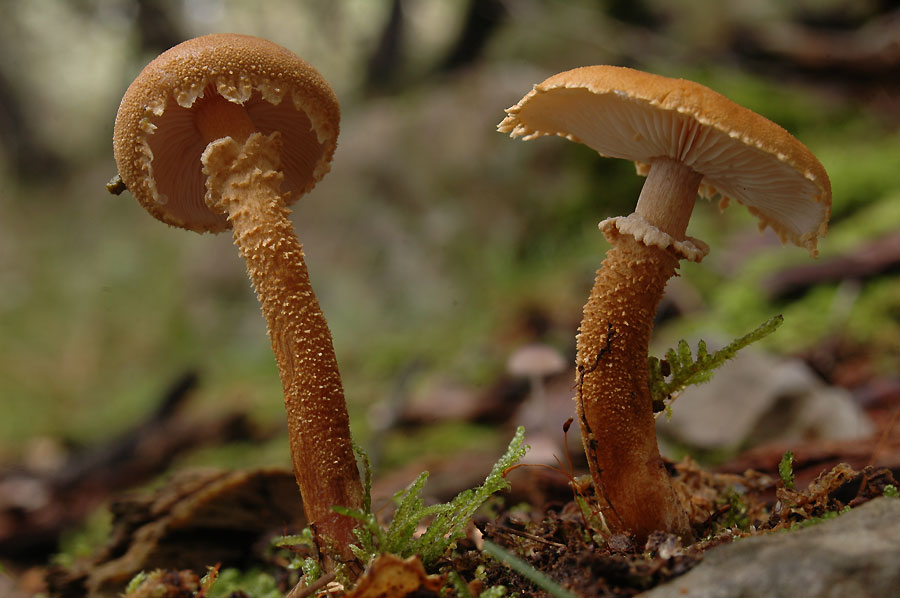 Cystoderma amianthinum (Scop.) Fayod (1889)